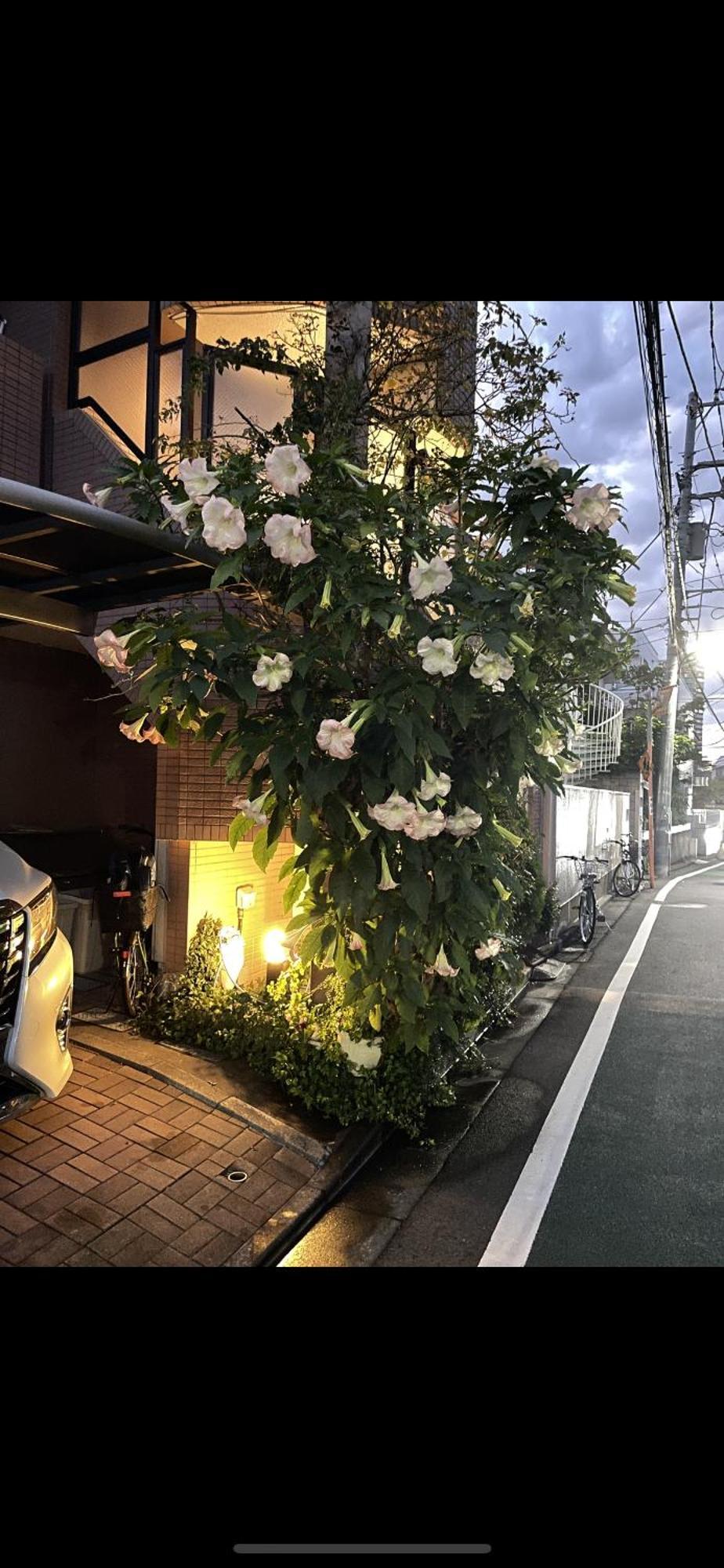 新宿安靜の家-A Quiet Home In Shinjuku - A 26 Square Meter Double Bed Room That Feels Like Home Токио Экстерьер фото