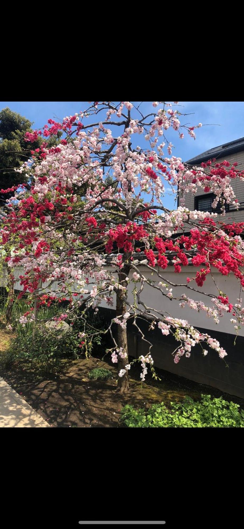 新宿安靜の家-A Quiet Home In Shinjuku - A 26 Square Meter Double Bed Room That Feels Like Home Токио Экстерьер фото